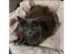 Adopt Frankie a Gray or Blue Russian Blue / Mixed cat in St.
