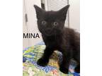 Adopt Mina a All Black Domestic Shorthair / Mixed cat in Whitestone