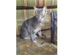 Adopt Dudly a Spotted Tabby/Leopard Spotted American Shorthair / Mixed cat in