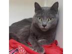 Adopt Lady a Gray or Blue Domestic Shorthair / Mixed cat in Lindenwold