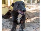 Adopt Big Al a Labrador Retriever / Shar Pei / Mixed dog in Fulton