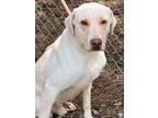 Adopt Doug a Labrador Retriever / Mixed dog in Jackson, MS (38450811)
