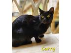 Adopt Curry a Domestic Shorthair / Mixed (short coat) cat in Cambridge