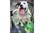 Adopt Jaxon a Australian Cattle Dog / Mixed dog in Cambridge, MD (38450679)