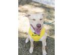 Adopt Swiss a White Labrador Retriever / Mixed dog in Charleston, SC (38490757)