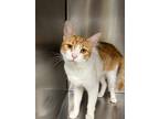 Adopt Kenan a Domestic Shorthair / Mixed (short coat) cat in Jonesboro