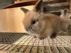 Adopt Peaches a American / Mixed (short coat) rabbit in Saint Francisville
