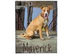Adopt Maverick a Hound (Unknown Type) / Labrador Retriever / Mixed dog in Gold