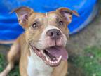 Adopt Amelia (1005 Belmont) a American Pit Bull Terrier / Mixed dog in Pine