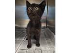 Adopt PD a All Black Domestic Shorthair (short coat) cat in Acworth