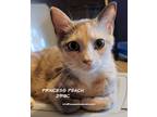 Adopt Princess Peach a Domestic Shorthair / Mixed (short coat) cat in Spring