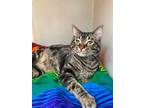 Adopt Bagheera a Domestic Longhair / Mixed (short coat) cat in Genoa