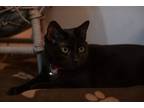 Adopt Gwendolyn a All Black Domestic Shorthair / Mixed cat in Huntington