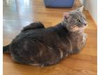 Adopt Emerald a Gray, Blue or Silver Tabby Domestic Shorthair (short coat) cat