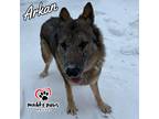 Adopt Arkan a Brown/Chocolate - with Black German Shepherd Dog / Mixed dog in