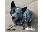 Adopt Harley (Courtesy Post) a Gray/Silver/Salt & Pepper - with White Blue