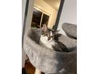 Adopt Ruthie a Brown Tabby Domestic Shorthair (short coat) cat in mishawaka