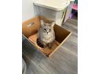Adopt Nugget a Gray or Blue Domestic Shorthair cat in mishawaka, IN (38496777)