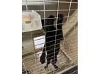Adopt Ruby a Black - with White Labrador Retriever / German Shepherd Dog dog in