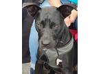 Adopt Flint a Black - with White Labrador Retriever / Pit Bull Terrier / Mixed