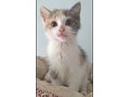 Adopt Mazella a Calico or Dilute Calico Domestic Shorthair (short coat) cat in