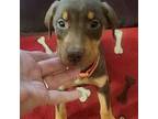 Doberman Pinscher Puppy for sale in Dallas, TX, USA