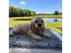 Cocker Spaniel Puppy for sale in Defuniak Springs, FL, USA