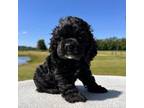 Cocker Spaniel Puppy for sale in Defuniak Springs, FL, USA