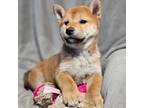 Shiba Inu Puppy for sale in Akron, CO, USA