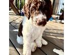 Aussiedoodle Puppy for sale in San Diego, CA, USA