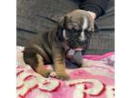 Bulldog Puppy for sale in Toms River, NJ, USA