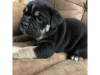 Bulldog Puppy for sale in Toms River, NJ, USA