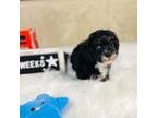 Poodle (Toy) Puppy for sale in Milton, FL, USA