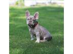 French Bulldog Puppy for sale in Greenport, NY, USA