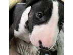 Boston Terrier Puppy for sale in Purdy, MO, USA