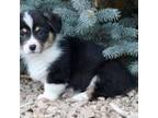 Pembroke Welsh Corgi Puppy for sale in Delta, CO, USA