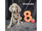 Weimaraner Puppy for sale in Nacogdoches, TX, USA