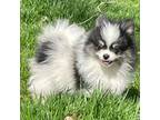 Pomeranian Puppy for sale in Springfield, IL, USA