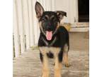 German Shepherd Dog Puppy for sale in Mason, MI, USA