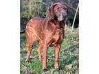 BUNNY Labrador Retriever Adult Female