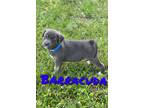 BARRACUDA Labrador Retriever Puppy Male