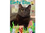 Dirty Dan Domestic Shorthair Kitten Male