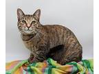 Cady II Domestic Shorthair Young Male