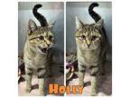 Holly Domestic Shorthair Young Female