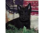 Scottish Terrier Puppy for sale in Madison, SD, USA
