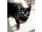 Biscuit Domestic Shorthair Adult Male