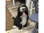 Portuguese Water Dog Puppy for sale in Lisbon, OH, USA