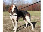 Lynda Layne Treeing Walker Coonhound Young Female