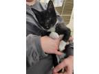 Chickadee Domestic Shorthair Young Female