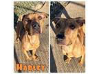 Harley - In a foster home - Call to schedule appt American Staffordshire Terrier